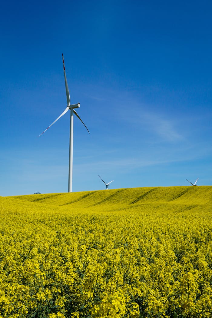 Wind turbines in vibrant yellow canola fields under a clear blue sky.