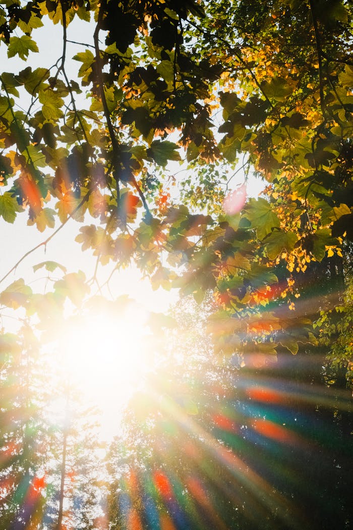 Vibrant rays of sunlight shining through dense green leaves, creating a colorful prism effect.