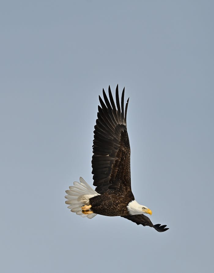 Majestic bald eagle soaring through the sky over Batavia, Illinois.